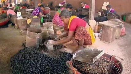 Calls for reforms of India's cashew industry