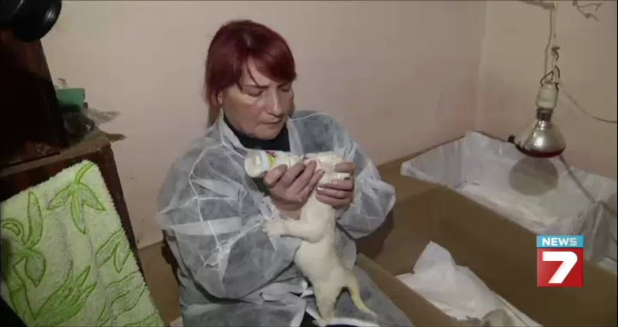 Бели лъвчета се родиха в Грузия