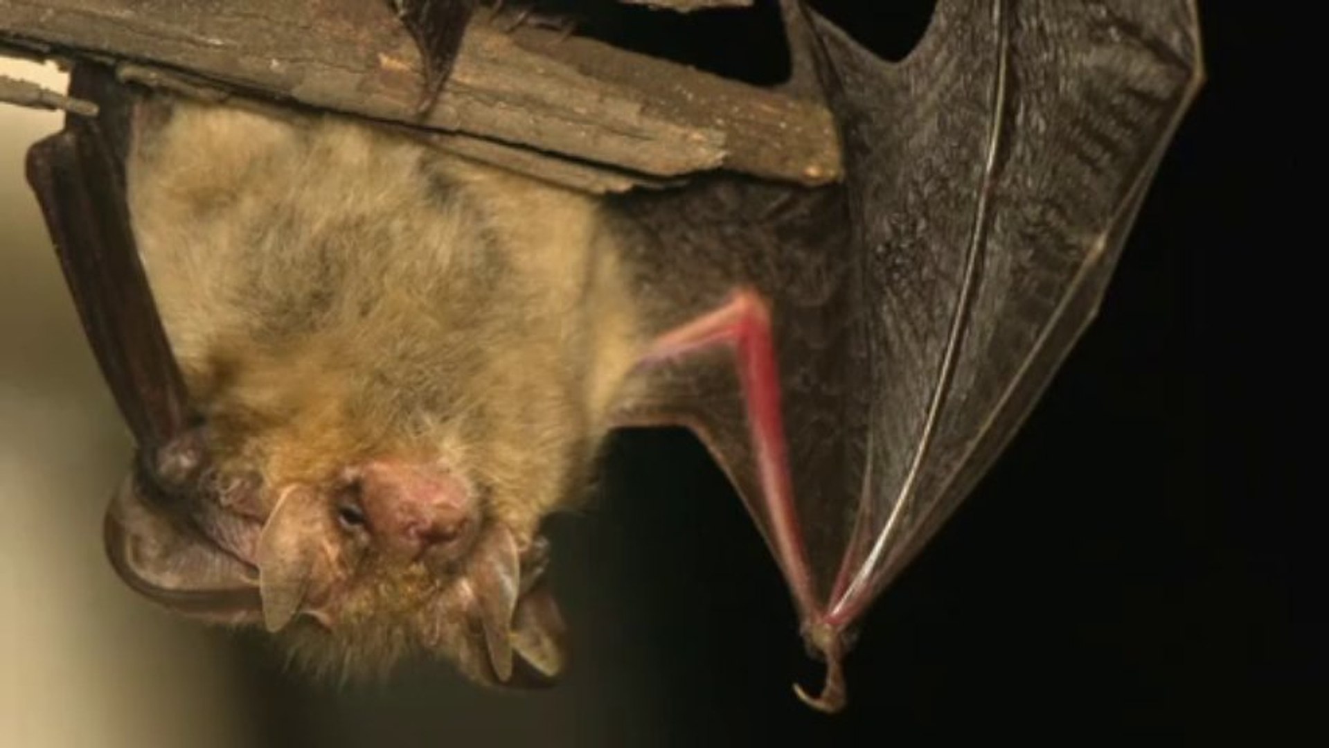 ⁣Bat Signals Affected by Climate Change