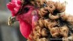 Chinese Chicken With 'Permed' Hair Goes Viral