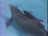 MYSTERES - Emission N°15 - Le mystere des dauphins