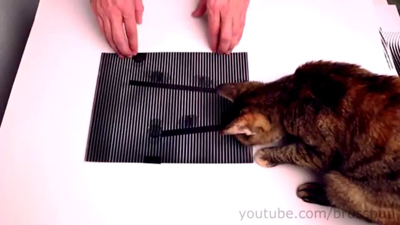 Amazing Animated Optical Illusions