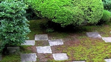 Cây Cảnh - Cây Kiểng - Bonsai - 03 - www.hoalancaycanh.com