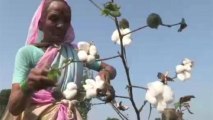 India's cotton industry losing profitability