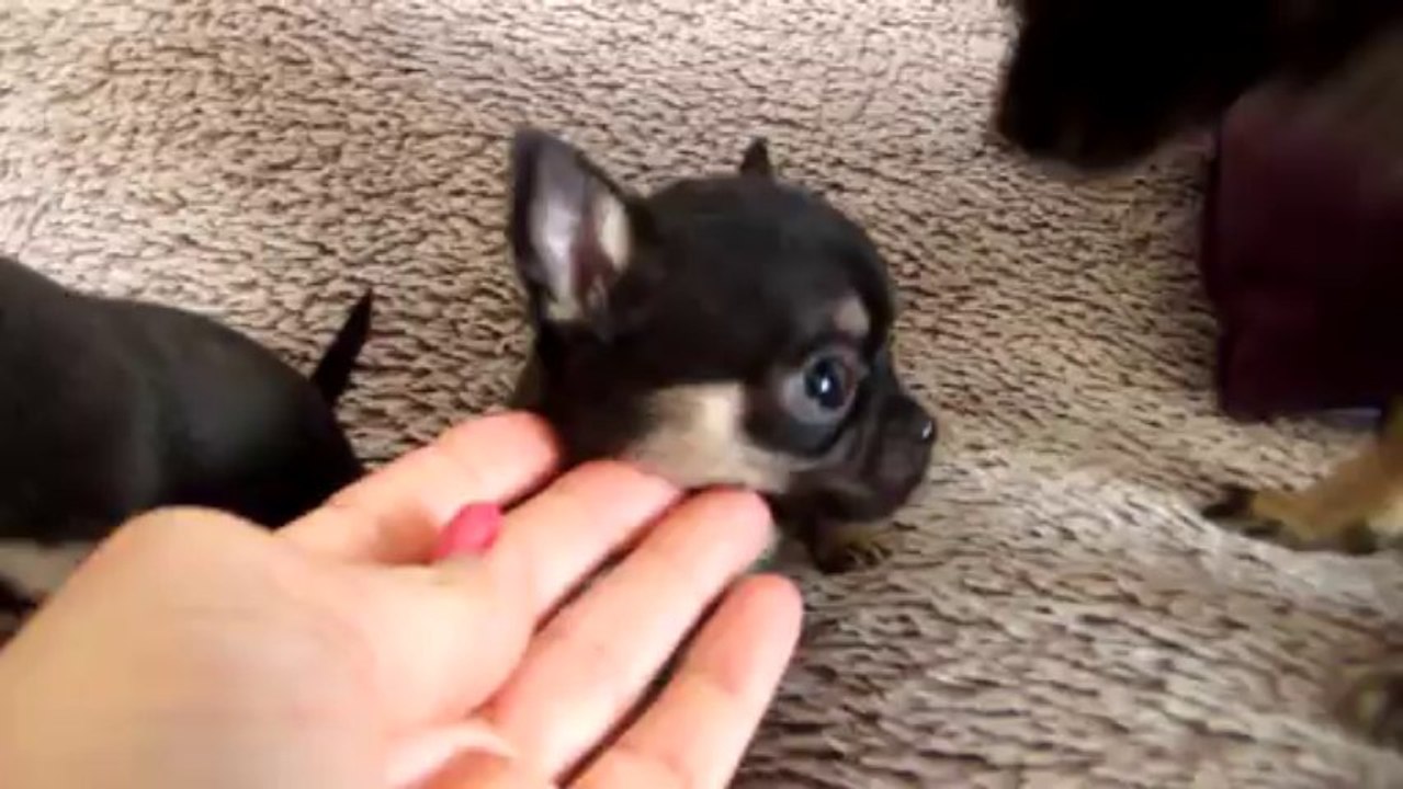 Deux filles de Gitane, Noir et tan , porteuse de choco.  LOF