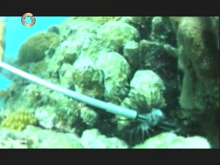 Pez León afecta la economía de los pobladores de Los Roques