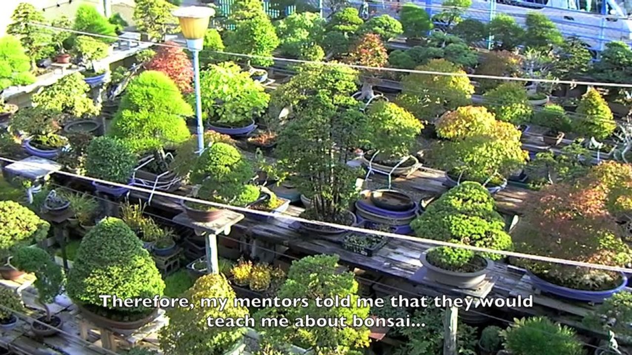 Cây Cảnh - Cây Kiểng - Bonsai - 17 - www.hoalancaycanh.com