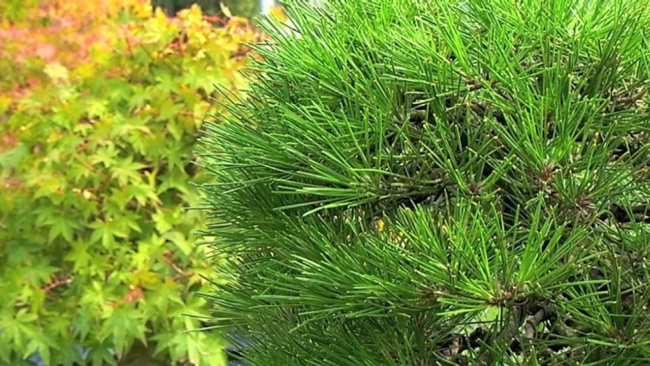 Cây Cảnh - Cây Kiểng - Bonsai - 18 - www.hoalancaycanh.com