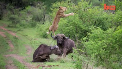 Le LION Volant - il se fait projeter par un buffle!