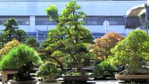 Cây Cảnh - Cây Kiểng - Bonsai - 19 - www.hoalancaycanh.com