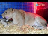 Naissance de 3 lionceaux à l'European Circus de Liège