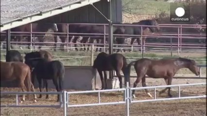 Francia: caballos de laboratorio vendidos para consumo humano