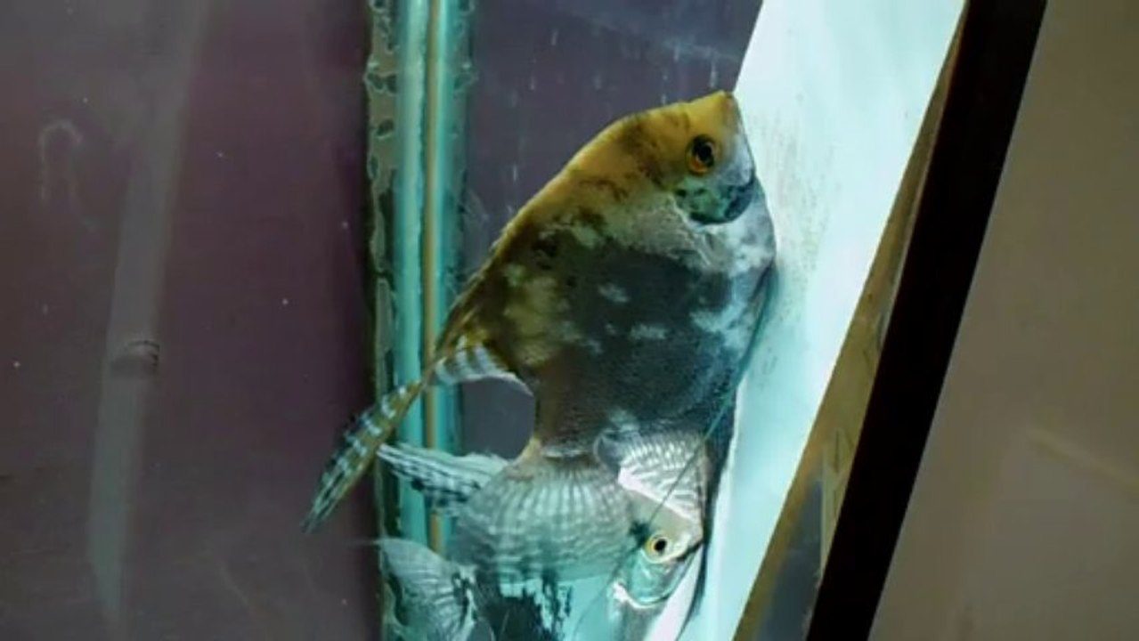 yumurta dizmiş melek balıkları