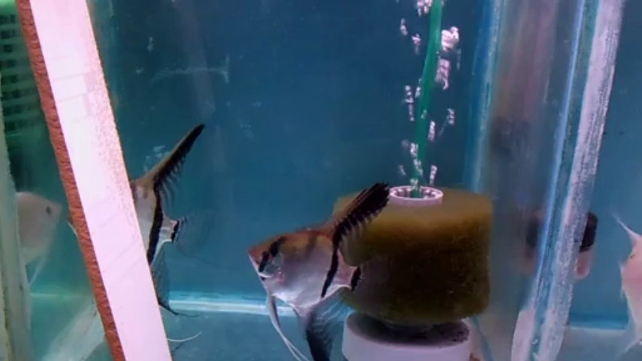 yumurta dizen melek balıkları