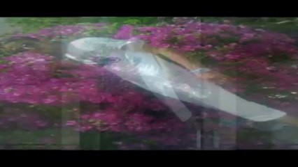 David Guetta - Sexy Chick - PI Rlo -by iheb ab