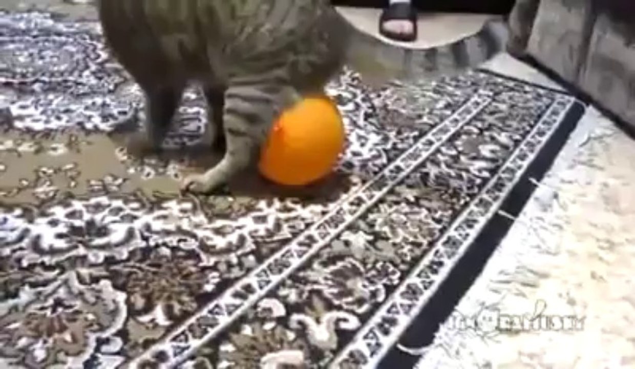 Cat, Balloon, And Electrostatics  Facebook