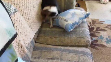 my dog drying her self off