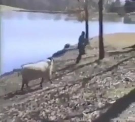 Sheep Vs Man Very Funny