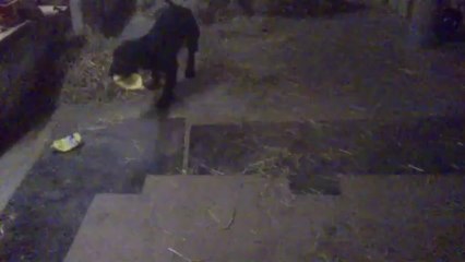 Candice jeu tas de foin