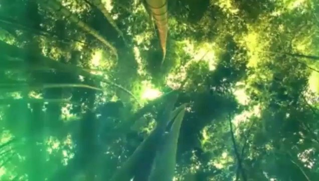 ilahi, SEDAT UÇAN - ADINA KURBANIM