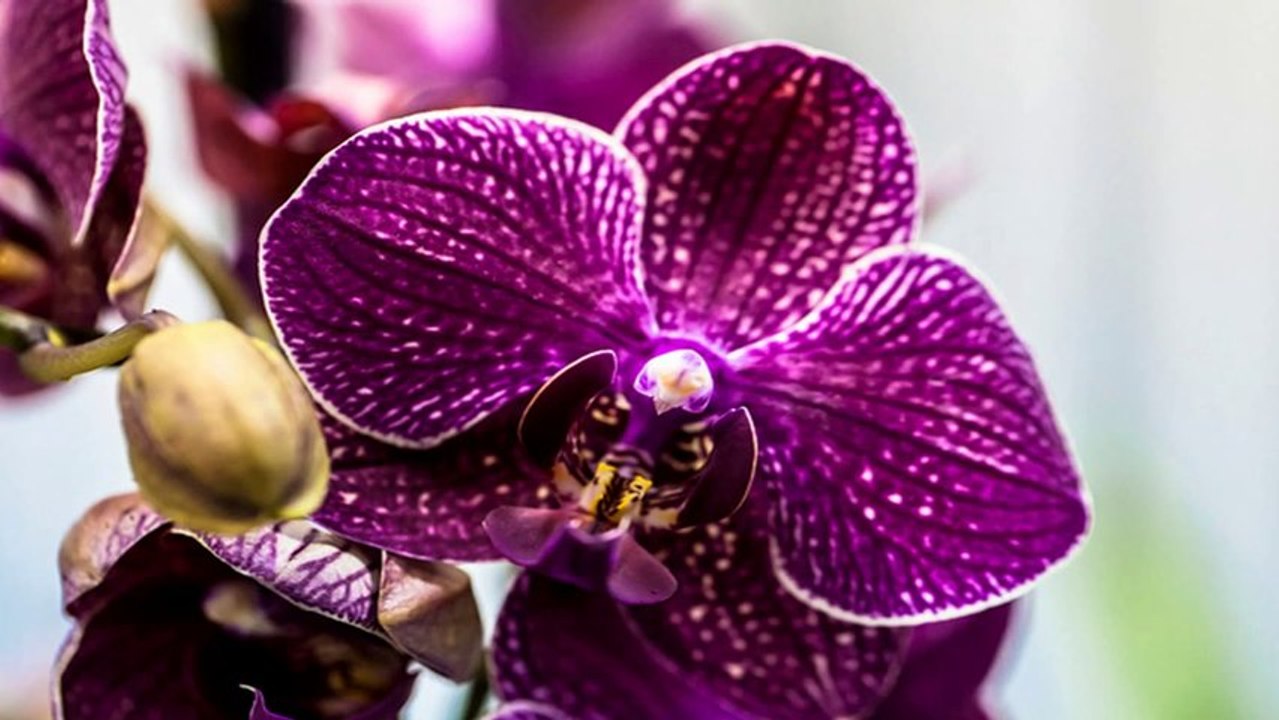 Orchids (PP720)