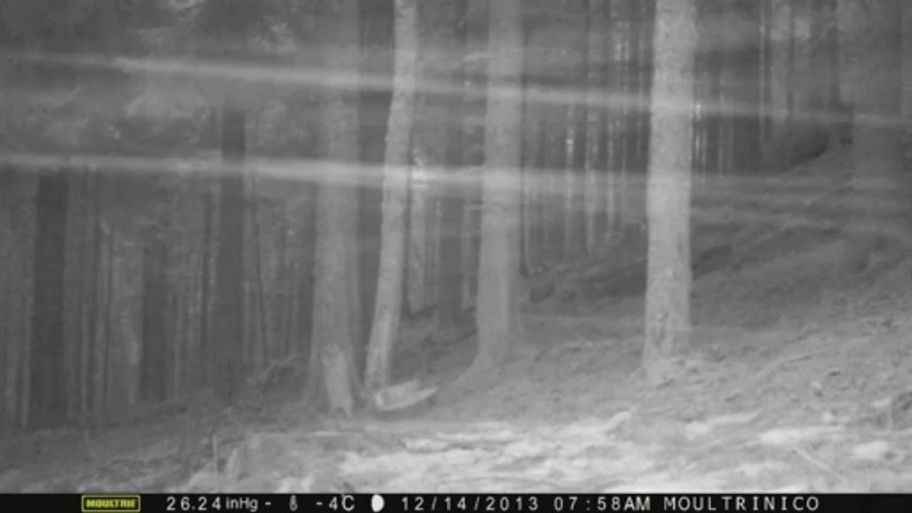 Biche, neige, fort vent, -4°C