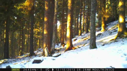 Sangliers au soleil, dans la neige.