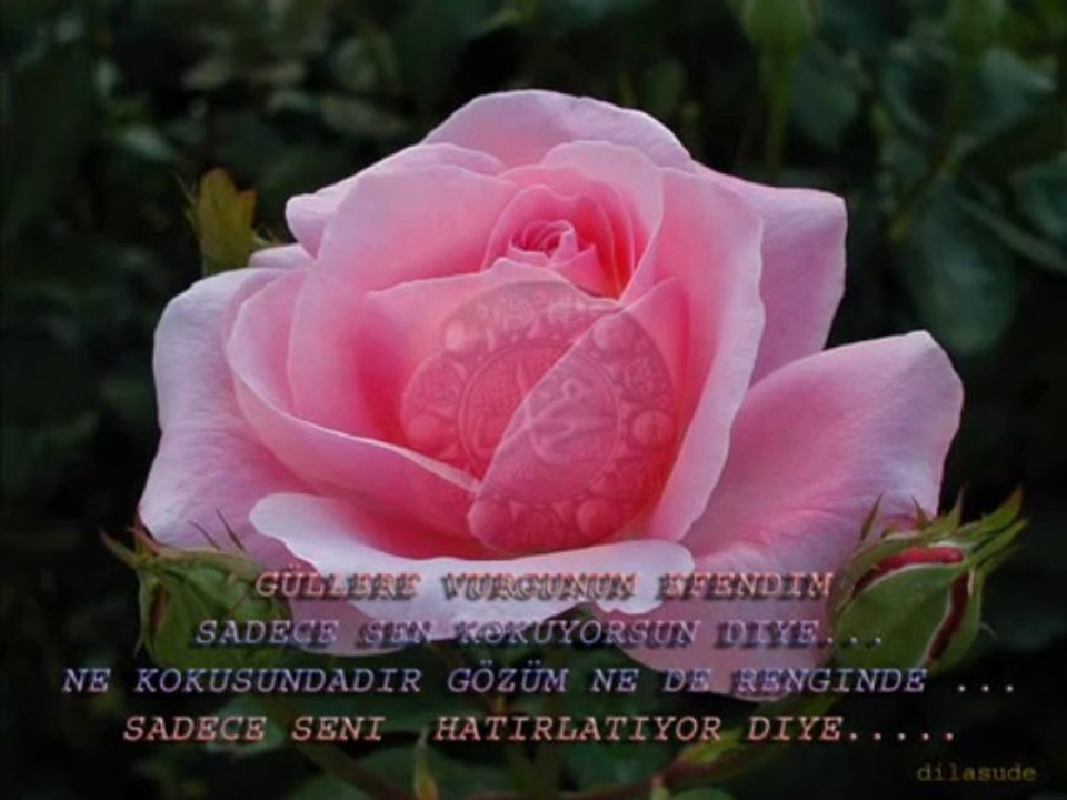 Sevdim Senin Mabudunu ilahisi Dinle 2