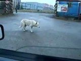 Crazy dog move and dance for a music _ funny dog _ funny animals _ funny pets video of dogs