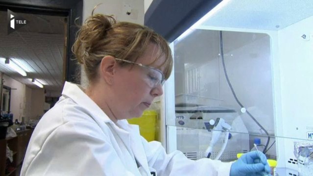 Scandale sanitaire : de la viande de cheval de laboratoire dans nos assiettes