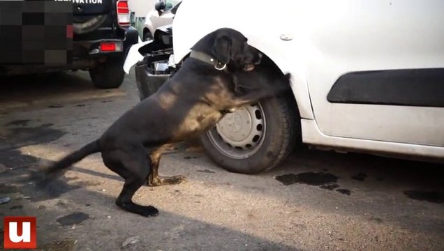 Exercice de détection de drogues avec les maîtres-chiens de la douane