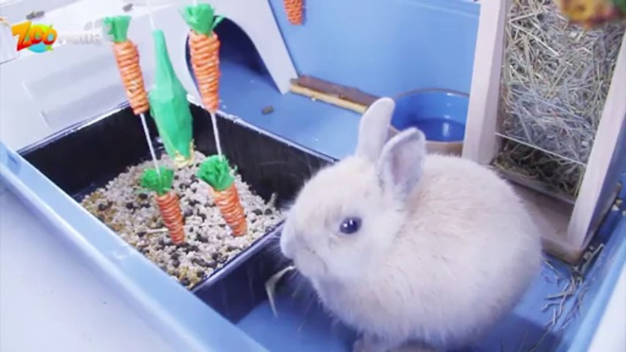 Que donner à manger à mon lapin ?