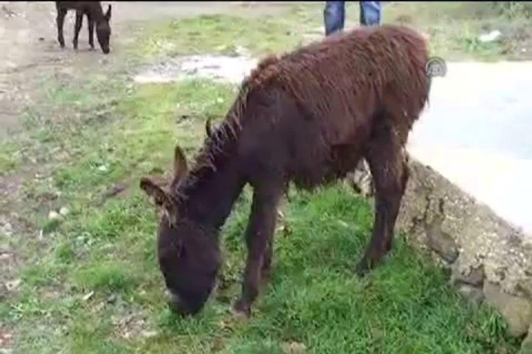 Donmak üzereyken bulunan eşekler