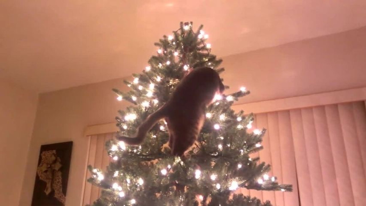 Chat vs Sapin de Noël