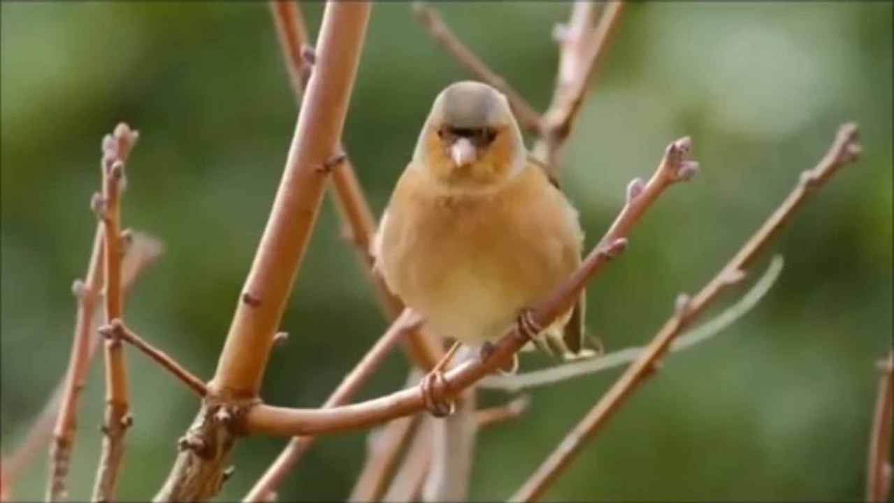 cibili cibili cibili cibili şak şak şak şak