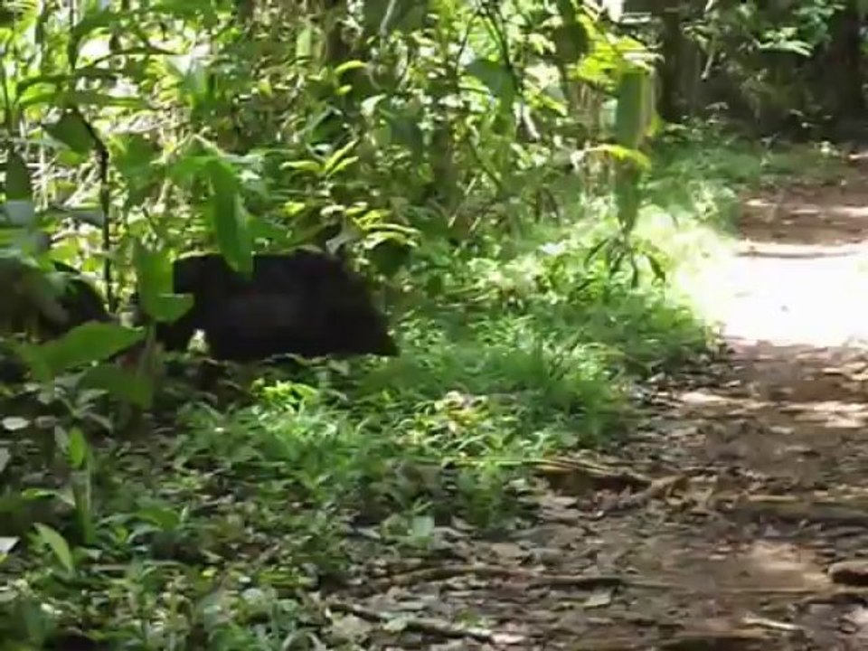 Traversée de pecaris