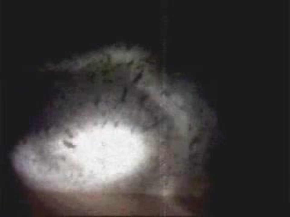 La Araña