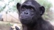 Congo : The Story of Wounda the Chimpanzee