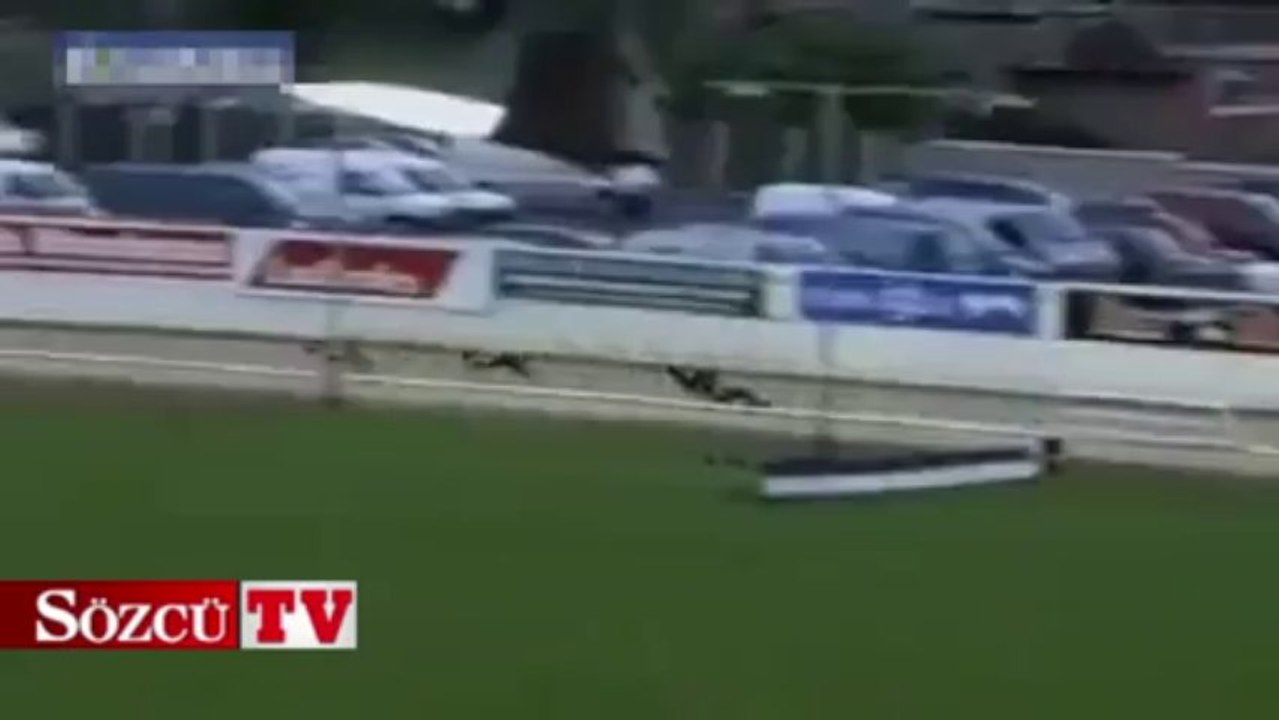 Yarış sırasında takla atan köpeğin intikamı
