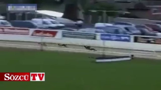 Yarış sırasında takla atan köpeğin intikamı