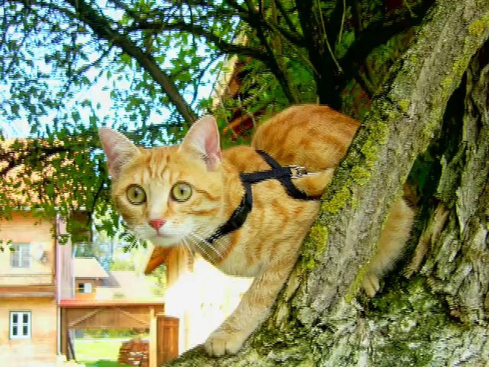 Cat Rescue | Pet Rescue | Pennington, NJ