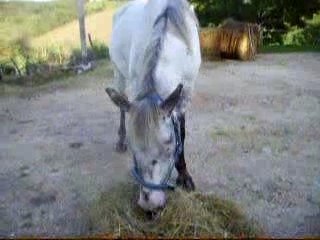 lily qui mange du foin