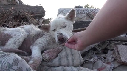 Un chien SDF a été sauvé