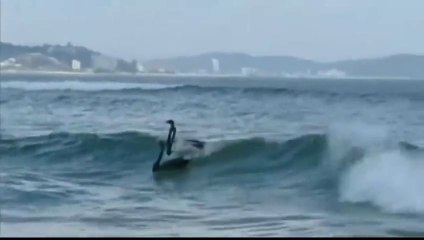 Black swans surfing