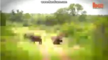 African Buffalo Fighting with Lion