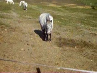 kam j'apele lily pour mangé