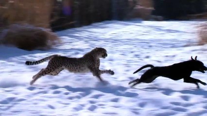 Cheetah And Dog Play In Snow