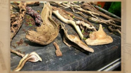 Puricatione Driftwood Table Lamp Home Decor