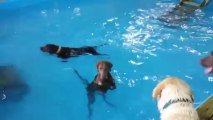 Un chien qui ne sait pas nager - Trop marrant!