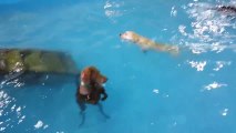 Confused Dog Stands In Pool